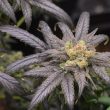 pineapple-and-banana-feminized-cannabis-seeds