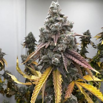 Pineapple Whip S1 Feminized Cannabis Seeds By Tiki Madman x Mosca Seeds