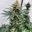 pineapple-xx-weed-seeds-brother-grimm-seeds
