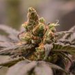 pineapple-and-banana-feminized-cannabis-seeds