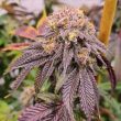 pink-cookie-bliss-regular-weed–seeds-true-canna-genetics