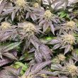 pink-cookie-bliss-regular-weed–seeds-true-canna-genetics