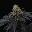 pink-gasoline-weed-seeds-perfect-tree-seeds 1