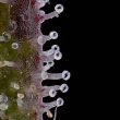 pink-limez-female-weed-seed-grounded-genetics