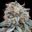 pink-limez-female-weed-seed-grounded-genetics