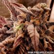 holy-smoke-seeds-pink-pineapple-kush-feminized-cannabis-strain