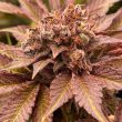 conscious-genetics-female-pink-waferz-weed-strain