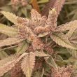 conscious-genetics-female-pink-waferz-weed-strain