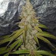 conscious-genetics-female-pink-waferz-weed-strain