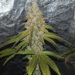conscious-genetics-female-pink-waferz-weed-strain