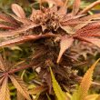 conscious-genetics-female-pink-waferz-weed-strain