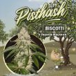 pisthash-female-weed-seed–th-seeds