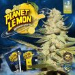 planet-lemon-female-cannabis-seed-th-seeds