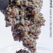 compound-genetics-platinum-pave-line-cannabis-seeds