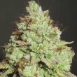 pornstar-martini-weed-seeds-ultra-genetics