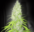 pornstar-martini-weed-seeds-ultra-genetics