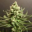 pot-valley-seeds—grand-exodus-fem-2