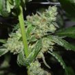 pot-valley-seeds—grand-exodus-reg-2