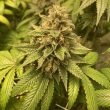 prozecco-female-weeds-conscious-genetics
