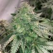 prozecco-female-weeds-conscious-genetics