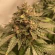 prozecco-female-weeds-conscious-genetics