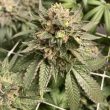 prozecco-female-weeds-conscious-genetics