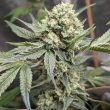 prozecco-female-weeds-conscious-genetics