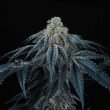 puff-mints-jet-a-female-weed-seed-perfect-tree