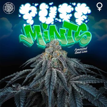 puff-mints-cannabis-flower-dark-purple-phenotype