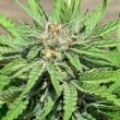 punani-cannabis-seeds-pakalolo
