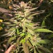 Punani Cannabis Seeds By Pakalolo Seeds