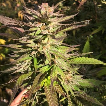 Punani Cannabis Seeds By Pakalolo Seeds