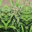 punani-cannabis-seeds-pakalolo