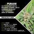 punani-cannabis-seeds-pakalolo