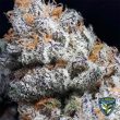purple-banana-cream–weed-seeds-th-seeds