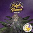 purple-banana-cream–weed-seeds-th-seeds