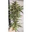 Purple Cream Female Weed Seeds by Zmoothiez