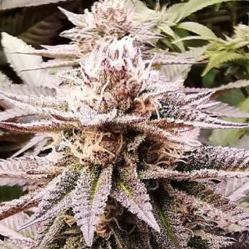 Queen's Sangria Cannabis Seeds by Emerald Mountain Legacy
