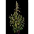 green-river-cannabis-seed-pakalolo-seeds