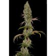 green-river-cannabis-seed-pakalolo-seeds