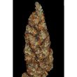 green-river-cannabis-seed-pakalolo-seeds