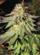 rainbow-valley—true-canna-genetics