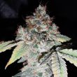 rainbowcakez-cannabis-seeds