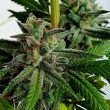 raspberry-oreoz-holy-smoke-seeds