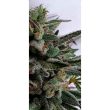 raspberry-oreoz-holy-smoke-seeds