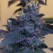 raspberry-z-weed-strain-grounded-genetics