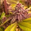 conscious-genetics-red-kachina-v2-cannabis-seeds