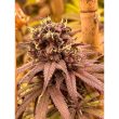 conscious-genetics-red-kachina-v2-cannabis-seeds