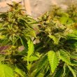 reggae-radio-cannabis-seeds-1