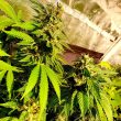reggae-radio-cannabis-seeds-1